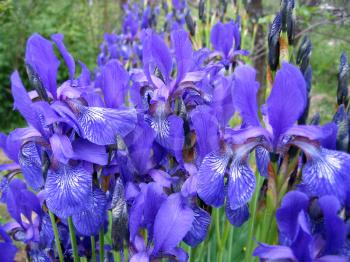 close up of beautiful iris flowers
