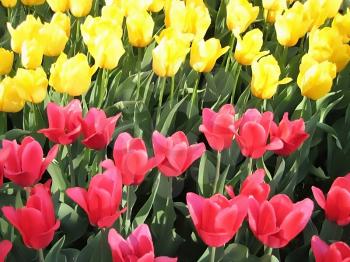 red and yellow beautiful tulips background