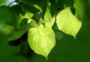 fresh green foliage of linden tree glowing in sunlight