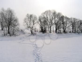 winter landscape with trees and traces on a snow