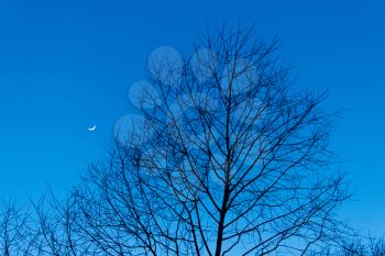 silhouette  of winter trees and crescent moon hanging in the night sky