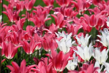 beautiful tulips in sunlight