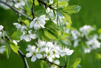 white flowers of blossoming tree