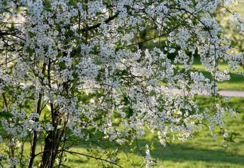 blossoming tree with white flowers 