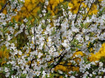 blossoming bushes with white and yellow flowers 