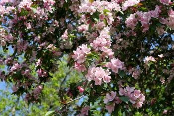 blossoming tree with pink beautiful flowers