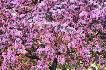 blossoming tree with pink beautiful flowers 