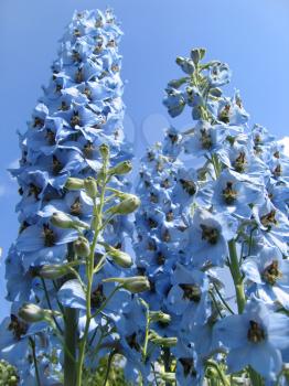 closeup picture of beautiful delphinium flowers