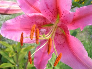 closeup picture of beautiful lily flower