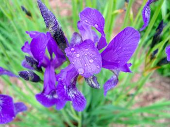 closeup of iris flowers with water drops