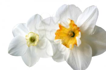 flowers of daffodils (narcissus) isolated on white background