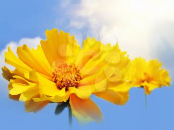 beautiful flowers (Coreopsis) on blue sky background