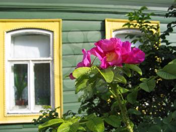 flowers of a dog rose on and window of the wooden house