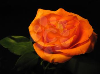 beautiful orange rose isolated on a black background