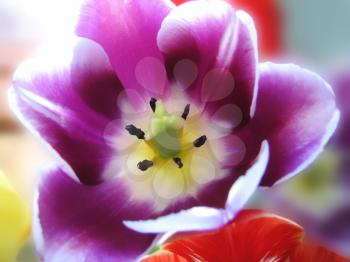 closeup of beautiful tulip on blur background