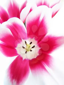close up of beautiful tulip background