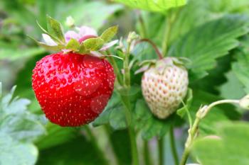 Closeup of ripe strawberry on the garden