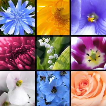 Collage of bright beautiful flowers