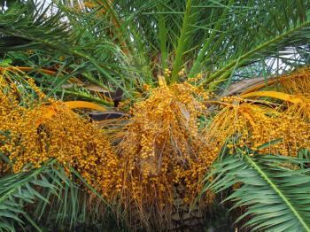 Palm tree with bright orange fruits