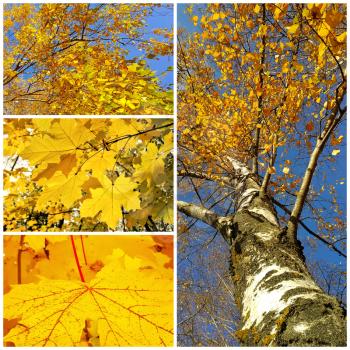 Bright color collage of autumn trees and leaves of birch and maple