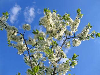 blossoming tree with white flowers on blue sky background