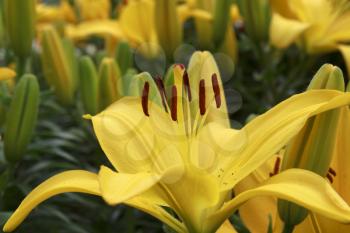 Closeup of beautiful yellow lily