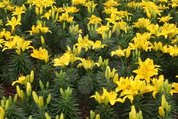 A flower bed of bright beautiful yellow lily