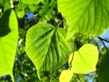 Fresh green leaf of linden tree glowing in sunlight       
