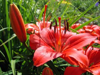 closeup of beautiful red lily flowers