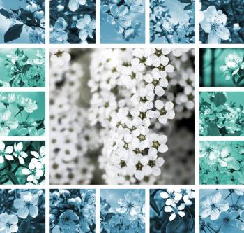 Collage of beautiful spring flowering trees and shrub