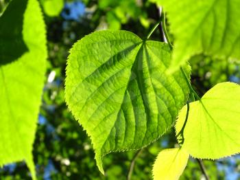 Fresh green leaf of linden tree glowing in sunlight       
