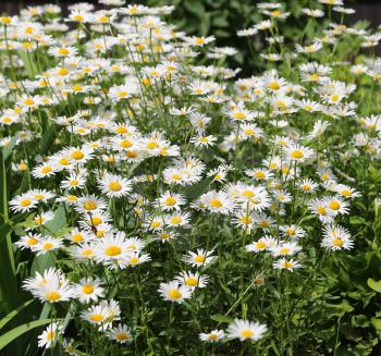 Royalty Free Photo of a Bed of Daisies