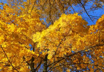 Royalty Free Photo of Maple Trees in Autumn