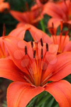 Closeup of beautiful red lily
