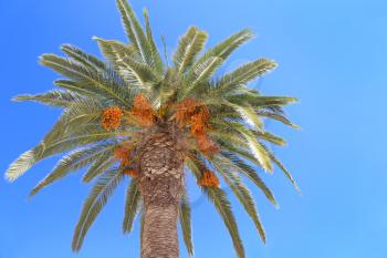 Palm tree with bright orange fruits on blue sky background          