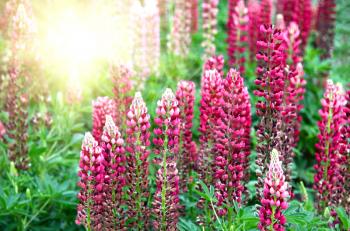Flowers of beautiful Lupine and sunlight