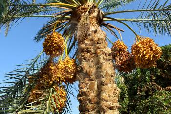Palm tree with bunches of bright orange fruits 