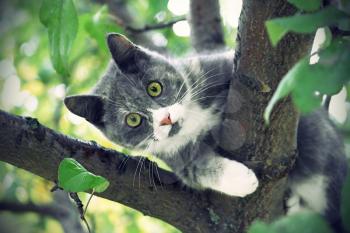 Vintage image of cat with green eyes sitting on a tree