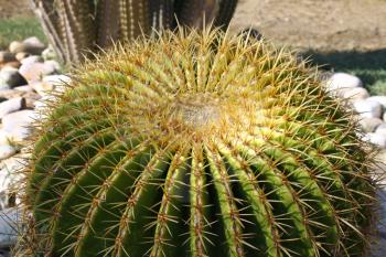 Golden ball cactus close up