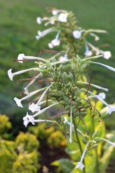 Fragrant tobacco flowers closeup