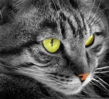 Close up portrait of green-eyed cat                                            