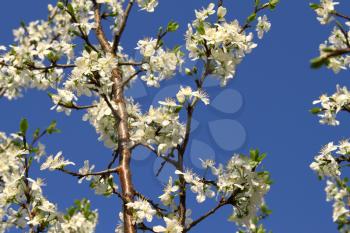 Branch of a flowering fruit tree with beautiful white flowers on blue sky