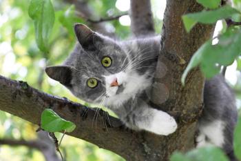 Cat with green eyes sitting on a tree trunk