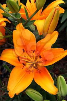 Close up of beautiful orange lily