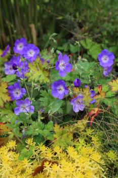Blue Geranium with yellow plants nature background