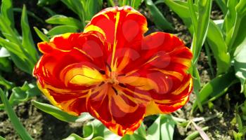 Close up of beautiful tulip