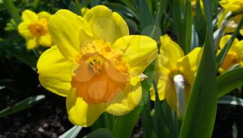 Close up of beautiful yellow daffodils (narcissus)