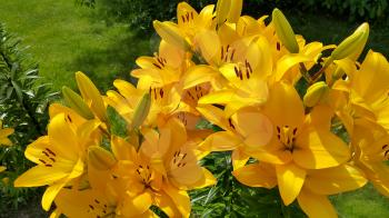 Close up of beautiful bright yellow lily