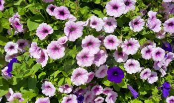 Flowers of petunia natural bright background