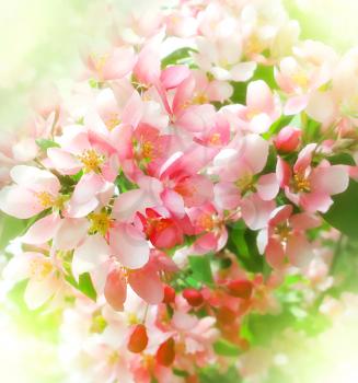 blossoming tree with beautiful pink flowers